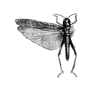 The Locust avatar